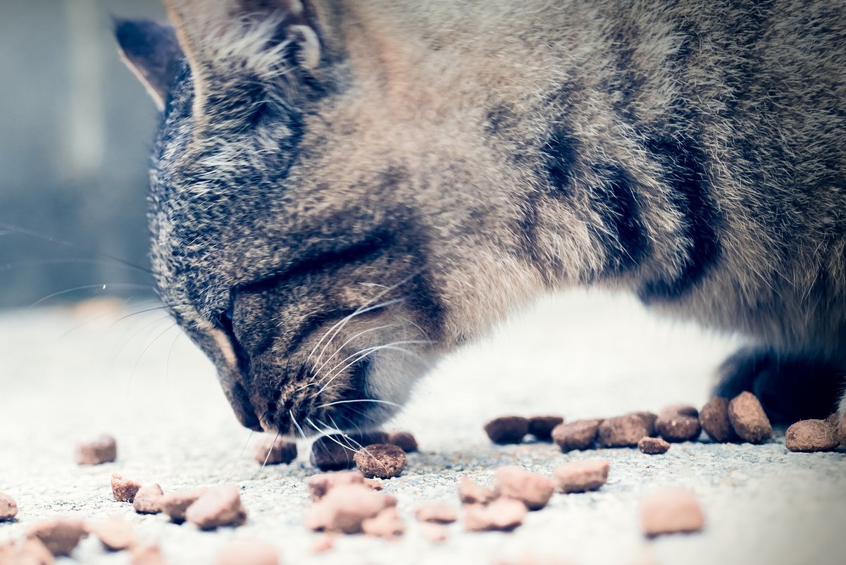 gattino e crocchette