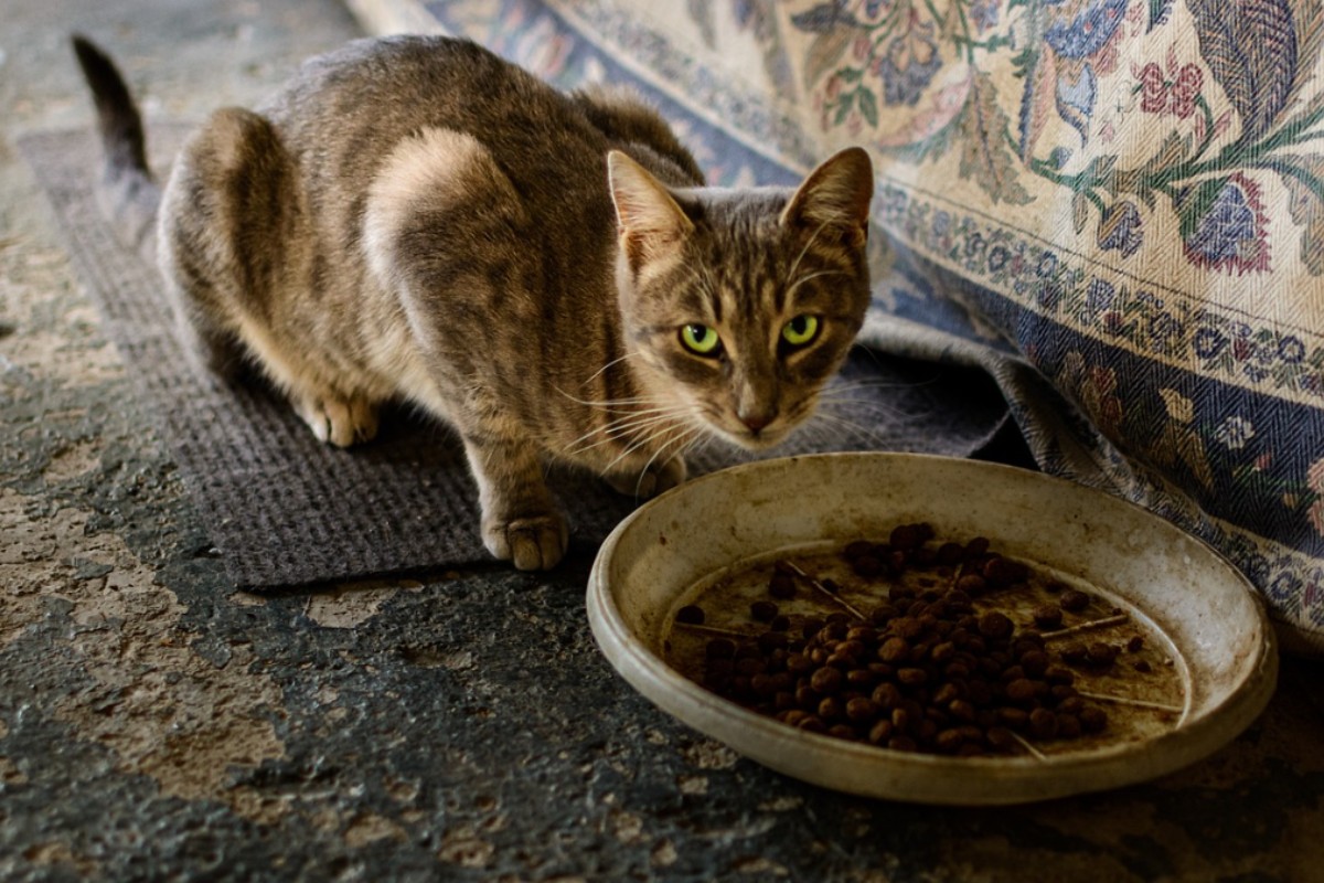 gattino davanti alla ciotola