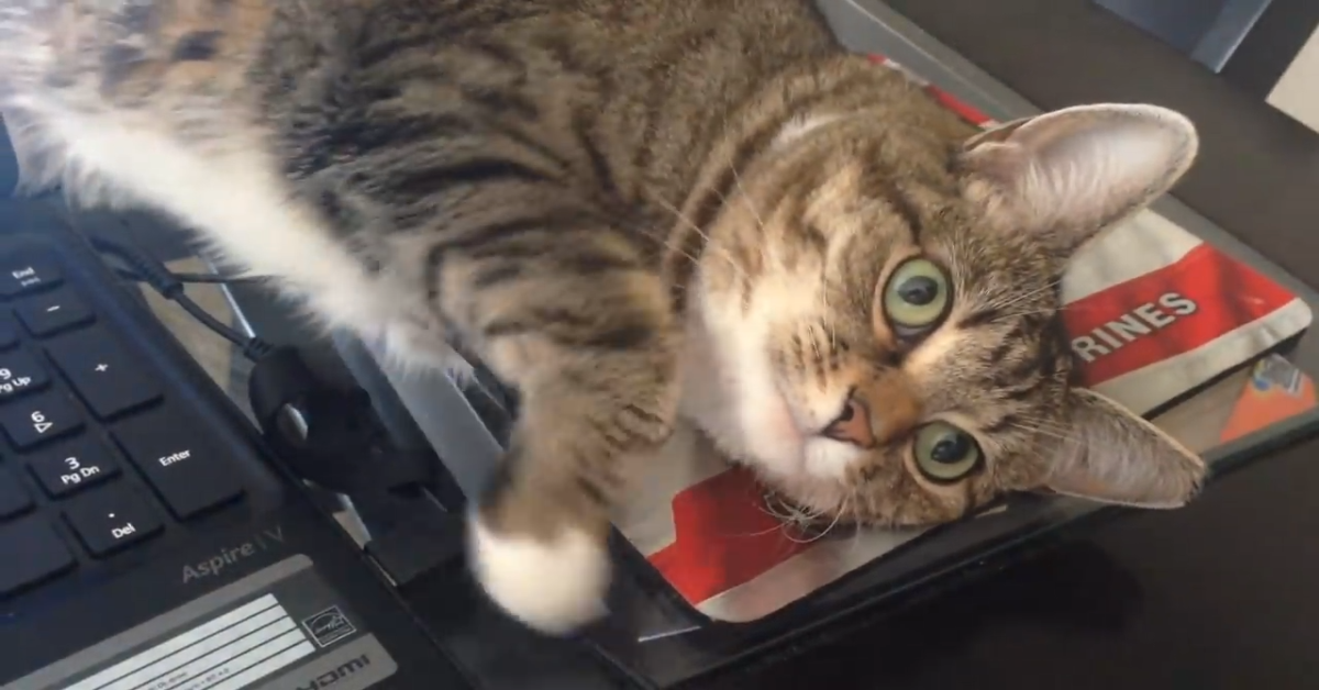 Un gattino mette in difficoltà il padrone che lavora (VIDEO)