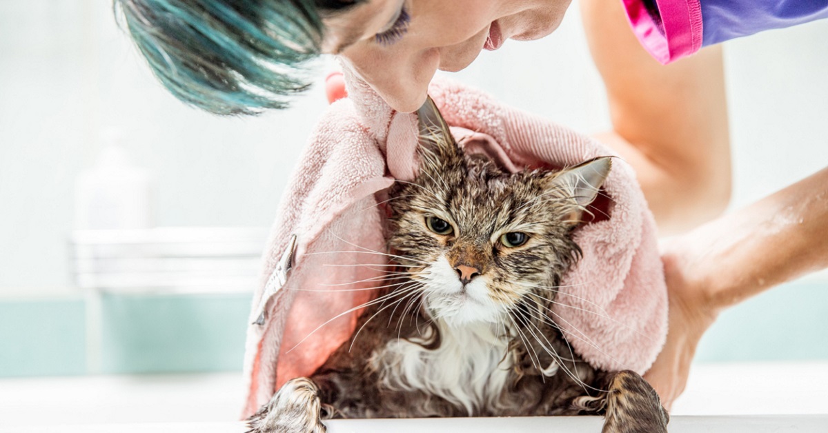 gattino non ama fare il bagno e chiude l'acqua con la zampetta
