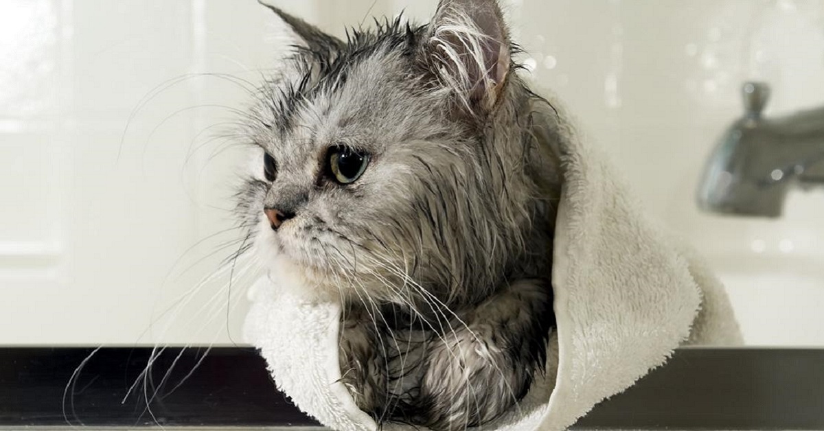 Il gattino non ama fare il bagno e chiude l’acqua con la zampetta (VIDEO)