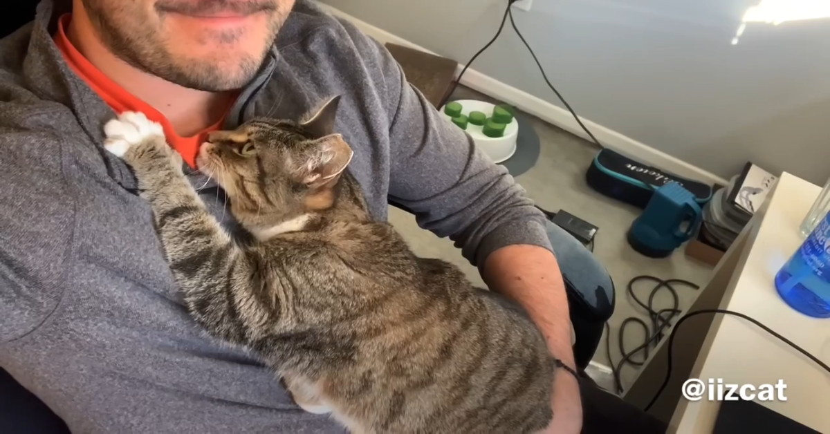 Gattino non permette al padrone di lavorare (VIDEO)