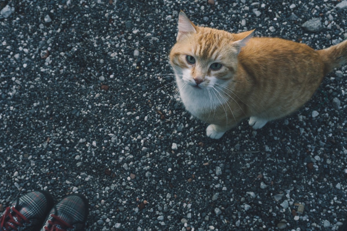 Perché il gattino non salta mai?