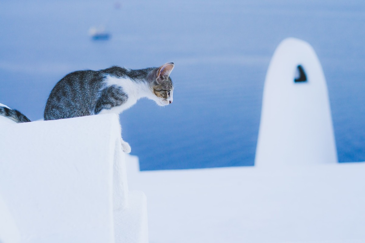 gattino sul muretto