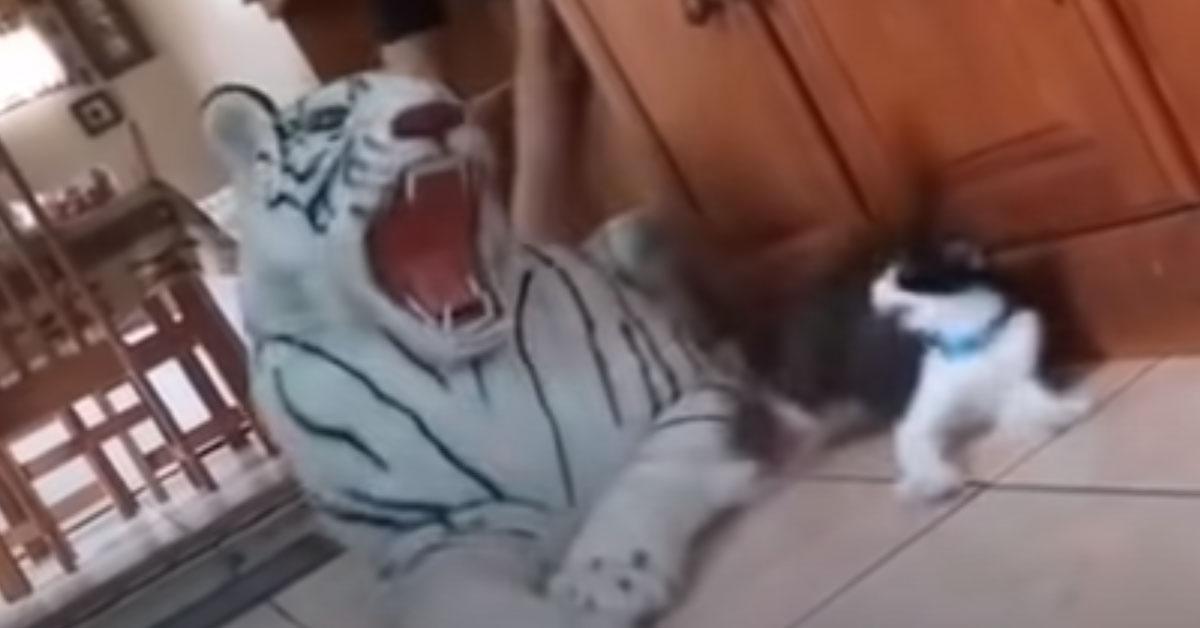 Gatto contro tigre peluche