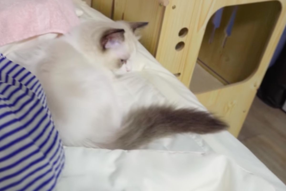 II gattino non vuole dormire da solo e sale sul lettone: non c’è modo di farlo scendere (VIDEO)