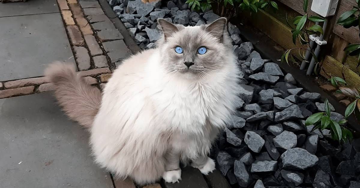 Bowie, il gattino ragdoll dispettoso, mostra il suo disappunto miagolando, il video