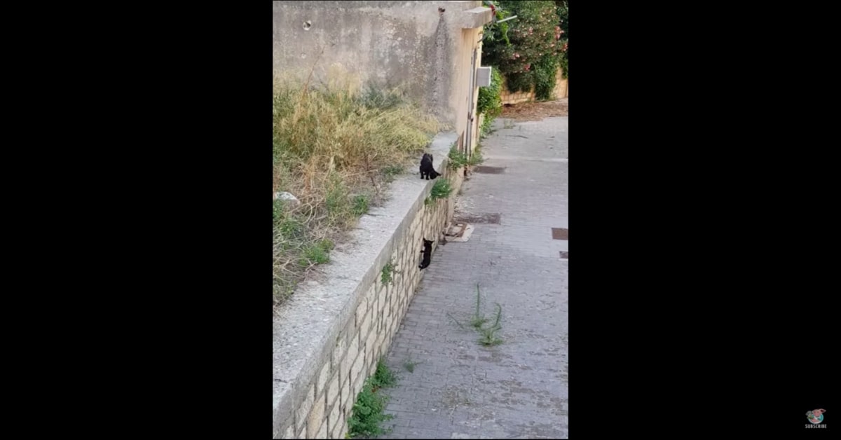 gattino caduto da un muro ritrova mamma 