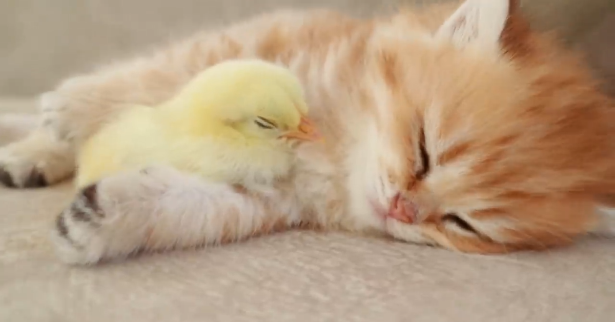 Gattino rosso e pulcino si vogliono molto bene (VIDEO)