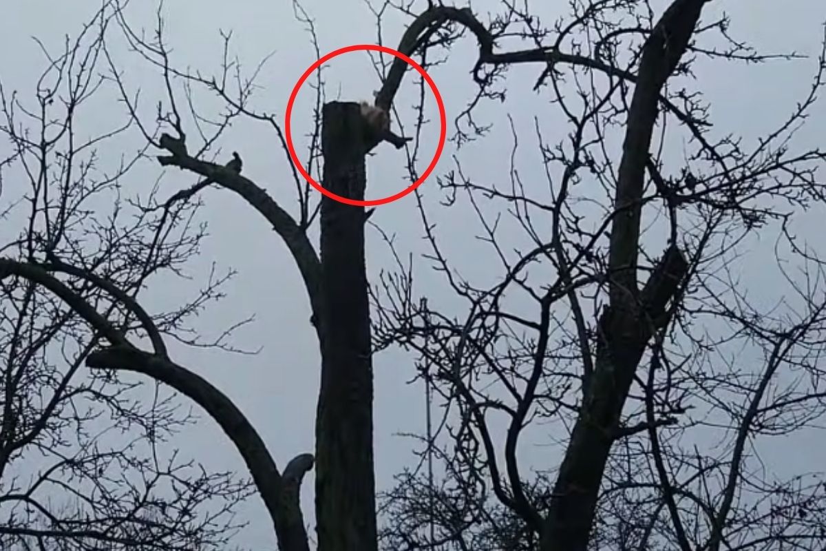 gattino sull'albero