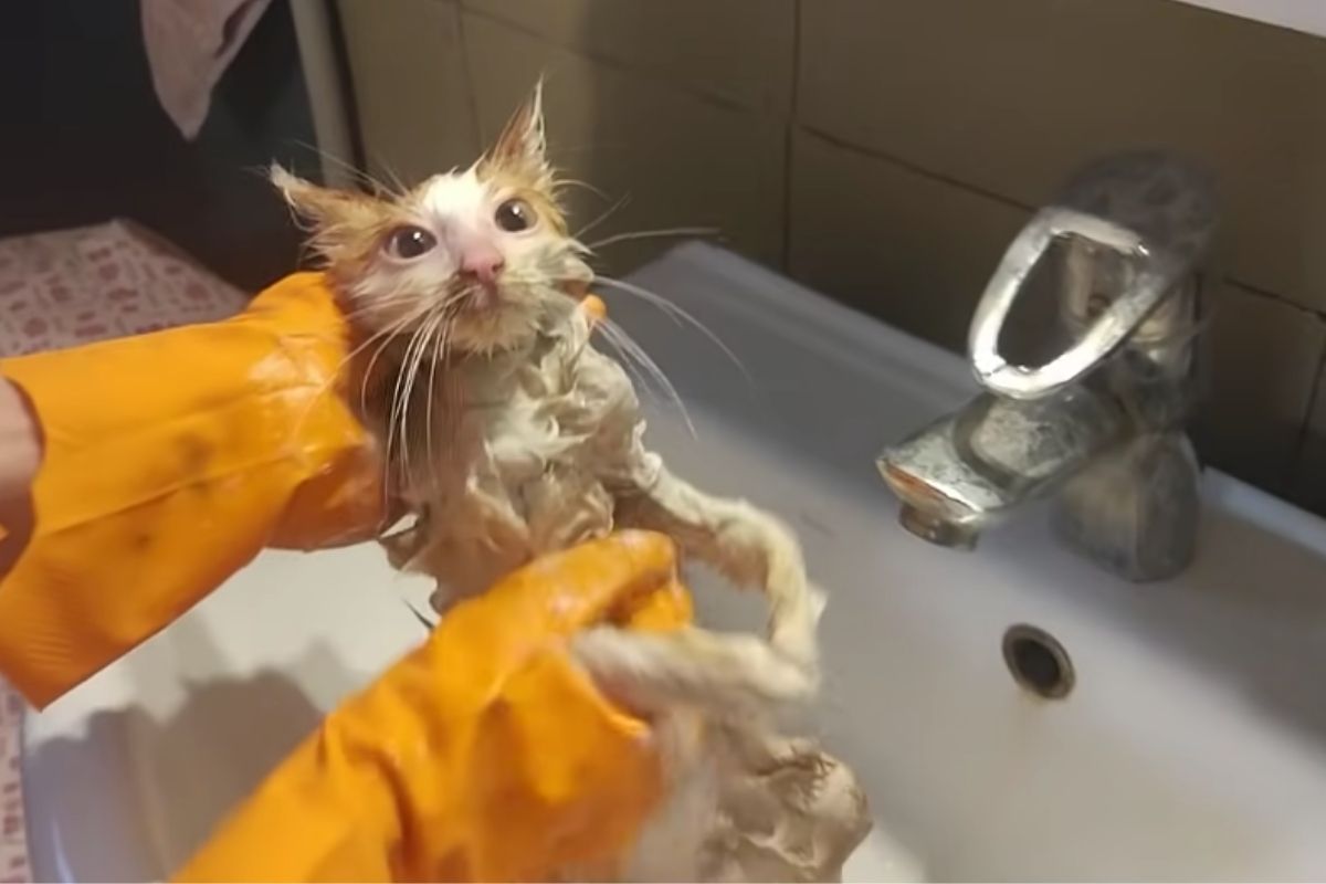 gattino lavato