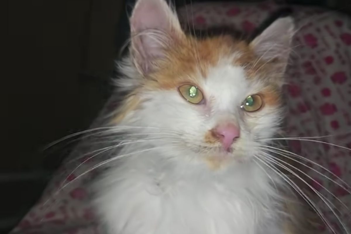 gattino al sicuro in casa