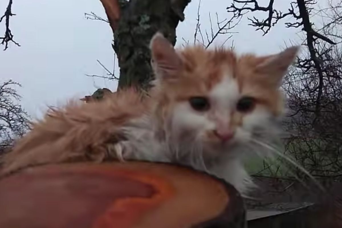 Gatto salvato dalla cima dell’albero, oggi finalmente felice – VIDEO