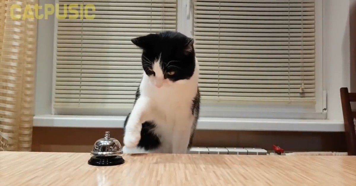 Un gattino sceglie cosa mangiare da un menu (VIDEO)