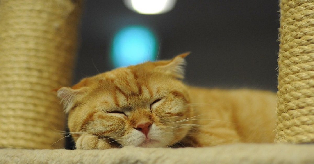 Gattino si mette a dormire nella macchina dell’artiglio, il video è incredibile