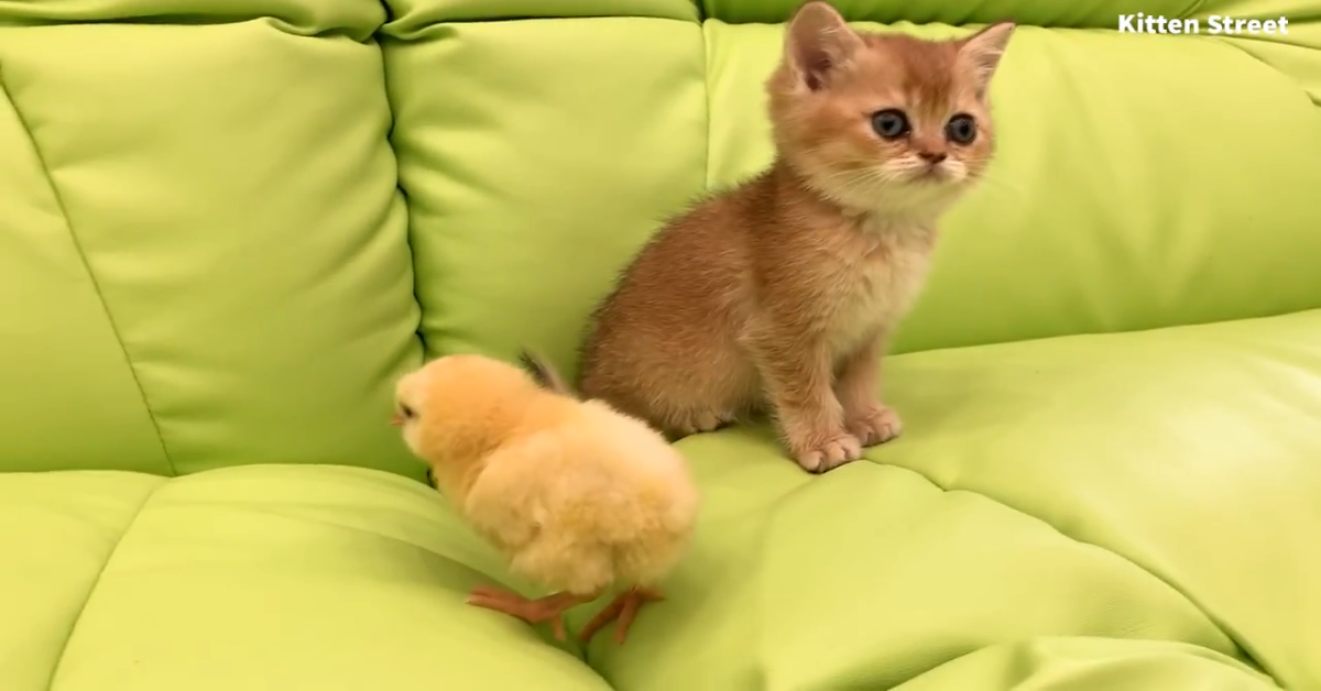 Un gattino si rilassa in compagnia di un pulcino (VIDEO)