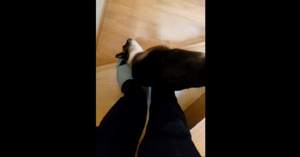 Gattino siamese che non fa scendere le scale alla sua padrona