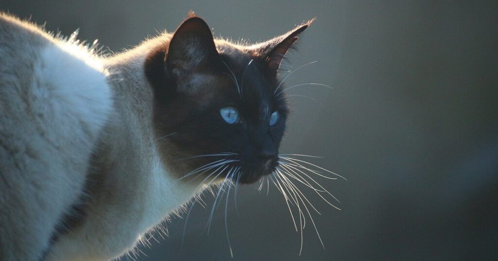 Gattino siamese che non fa scendere le scale alla sua padrona