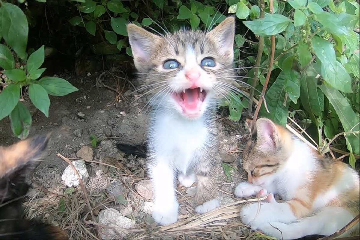 Come mai il gattino soffia sempre?