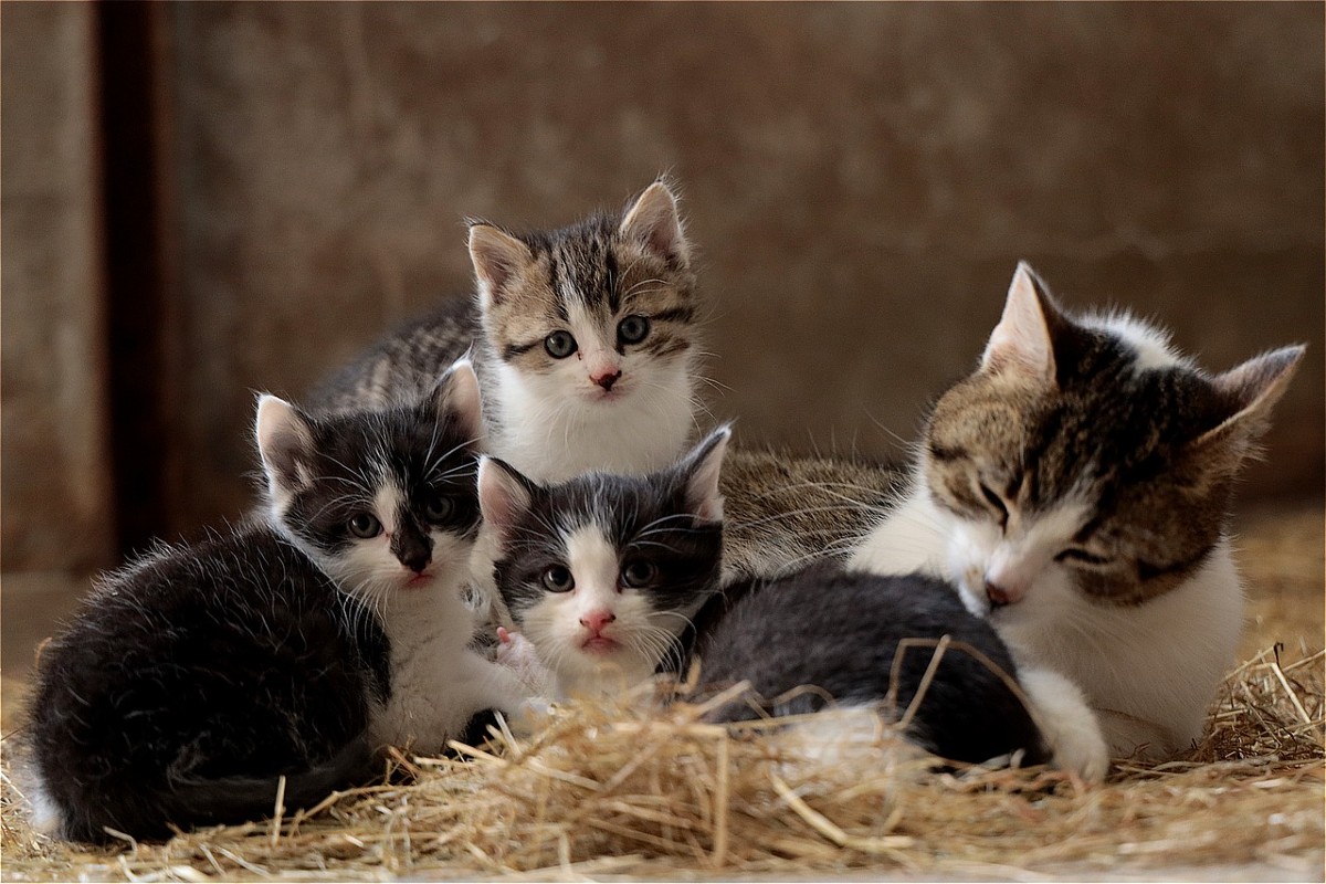 Perché il gattino sta lontano dagli altri gattini?