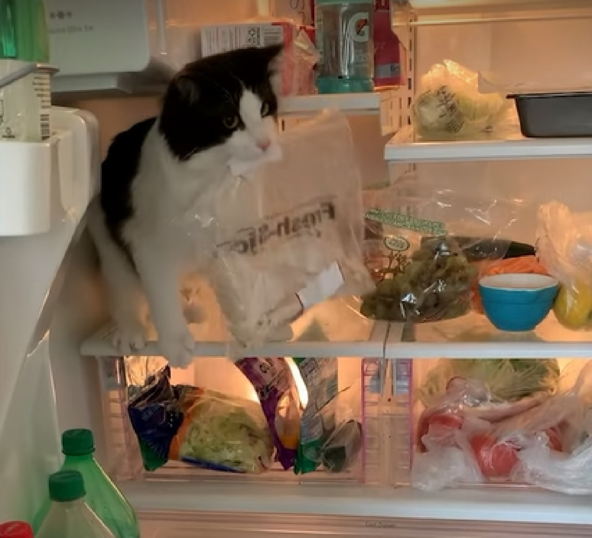 leo gattino tuxedo entra nel frigo