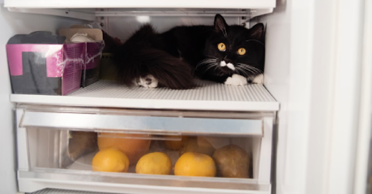 Gattino Tuxedo entra di soppiatto in cucina e ruba dal frigo, il video del sorprendente furto