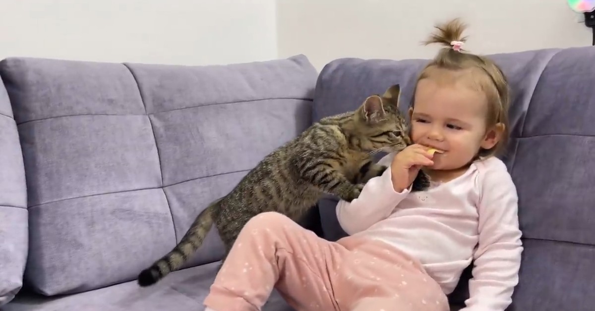 Il gattino vuole il formaggio che sta mangiando la sua sorellina umana (VIDEO)