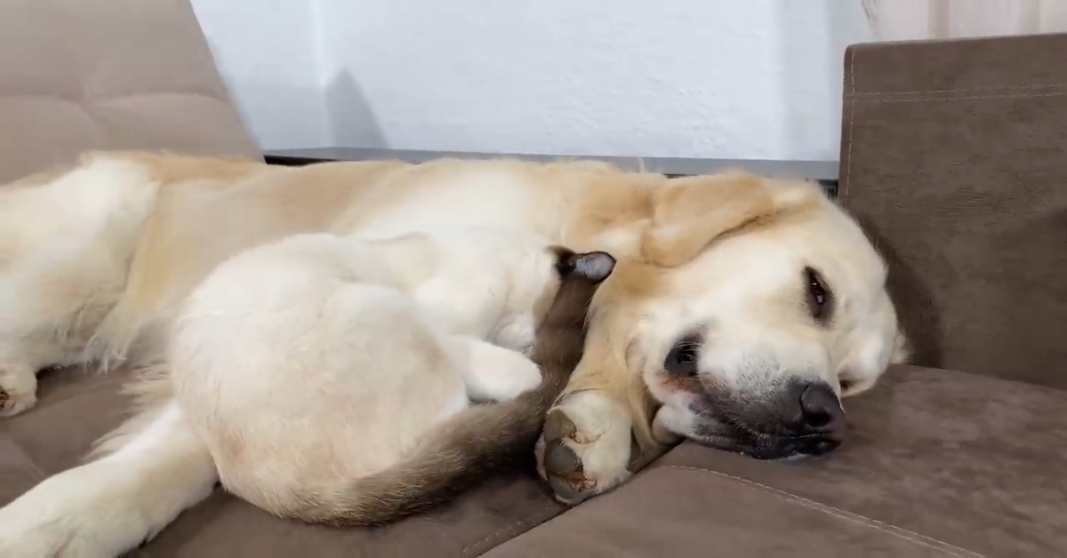 Un gattino vuole restare accanto al suo fratello cagnolone (VIDEO)