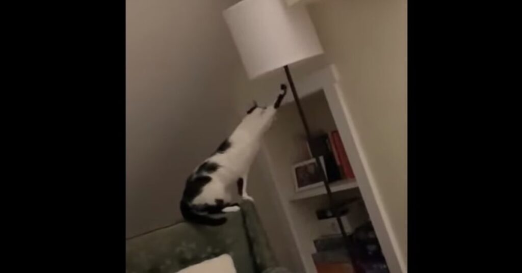 gatto cerca di accendere una lampada
