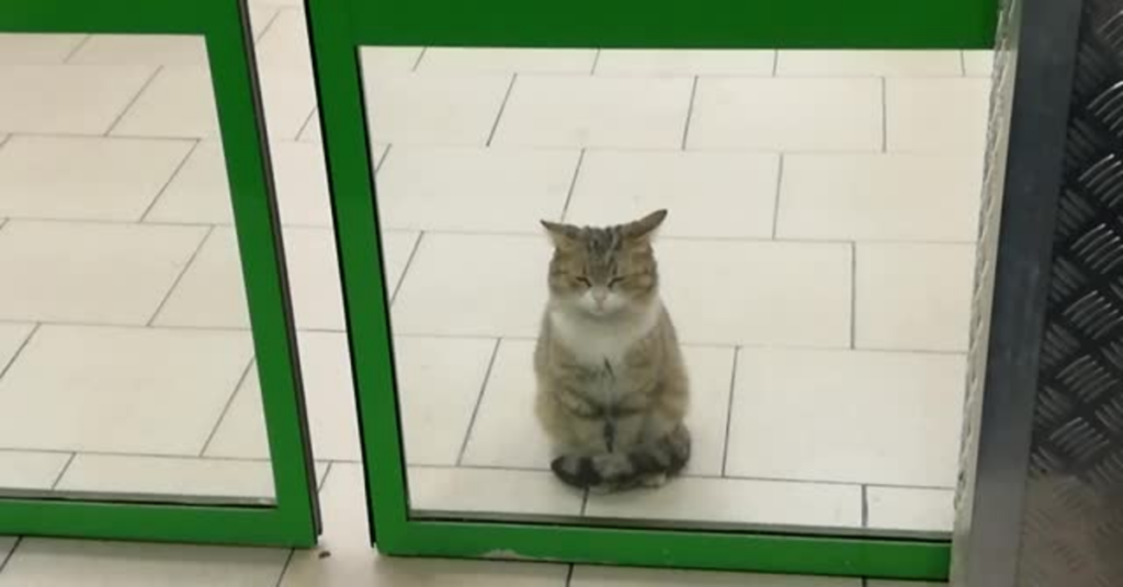 gatto aspetta pazientemente sulla porta