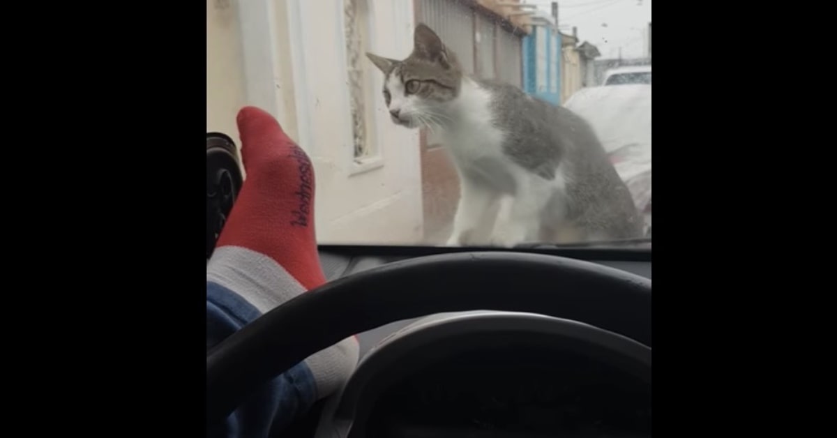 gatto cacciato a calci da parabrezza