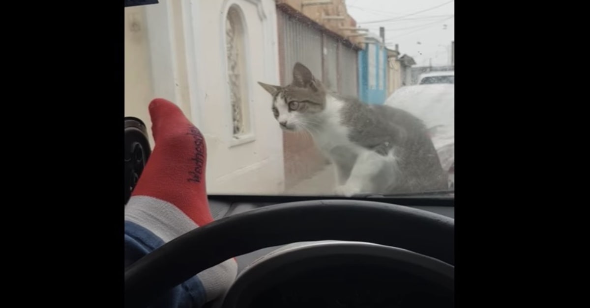 gatto cacciato a calci da cofano macchina