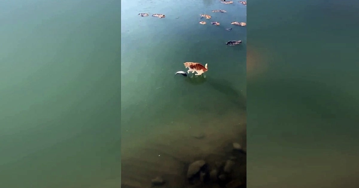 gatto su lago ghiacciato cerca di prendere pesce