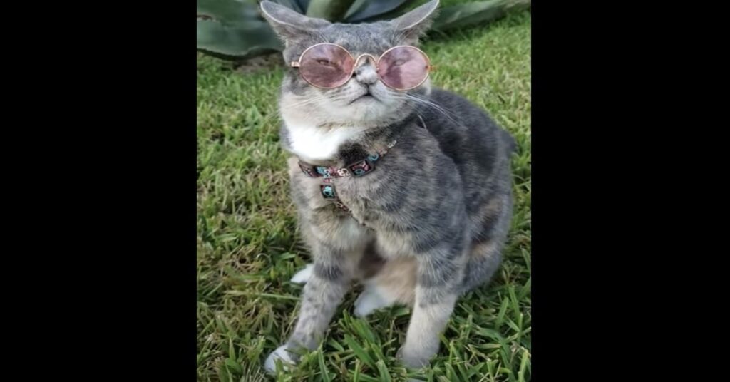 gatto trendy con occhiali sul prato