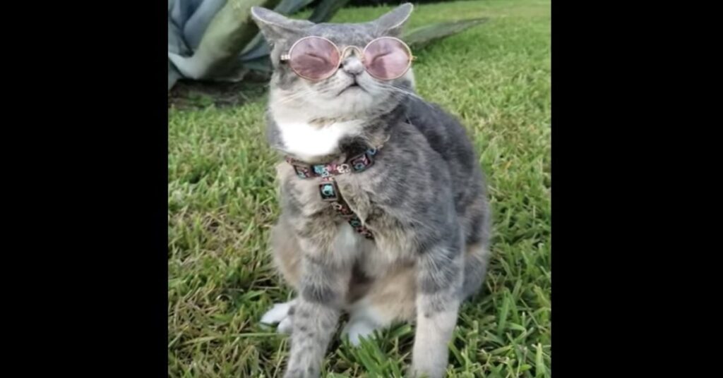 gatto chic con occhiali da sole 