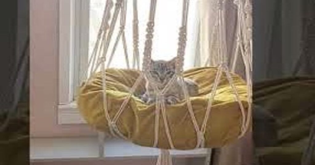 gatto comodo nella cuccia in macrame