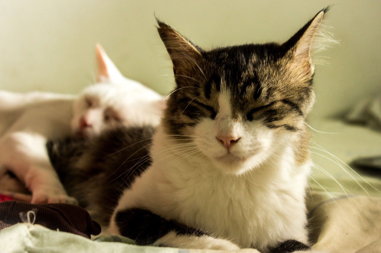 gatto sul letto