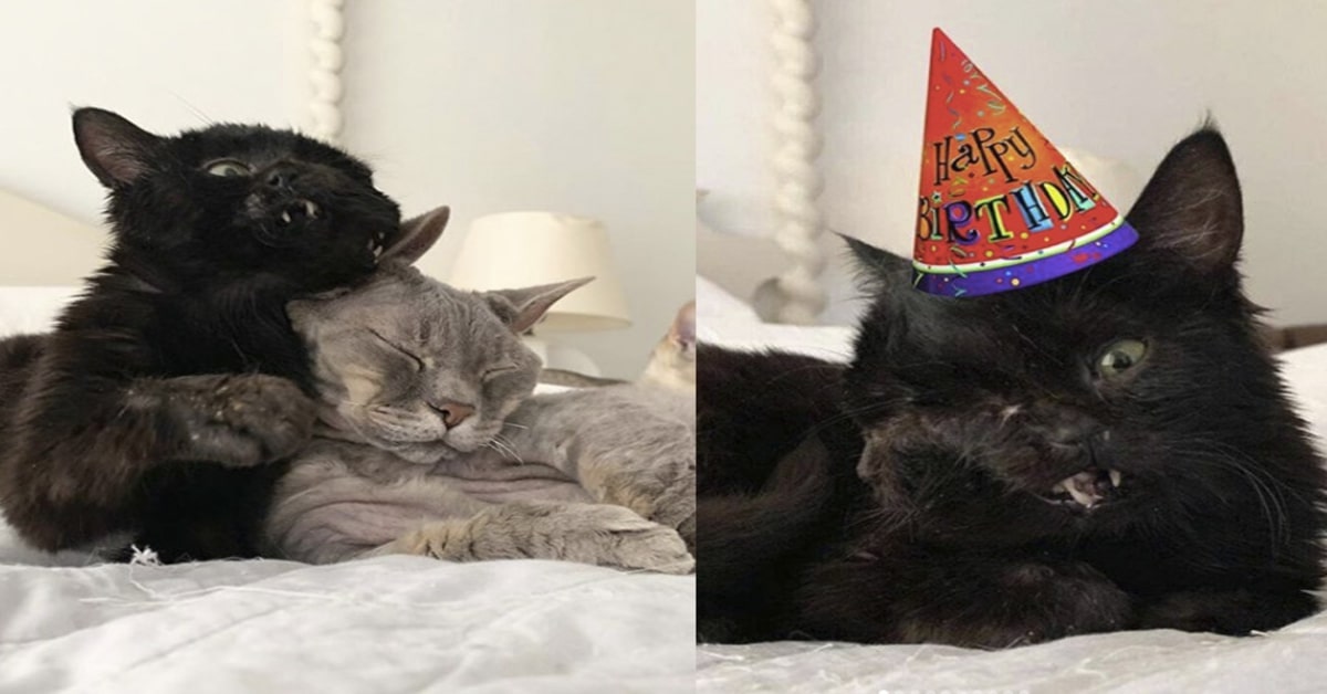 Duo gatto due facce celebra compleanno con altro gattino