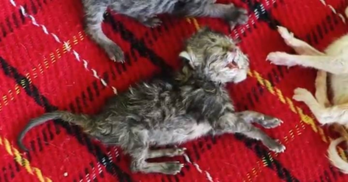gatto due teste su coperta rossa
