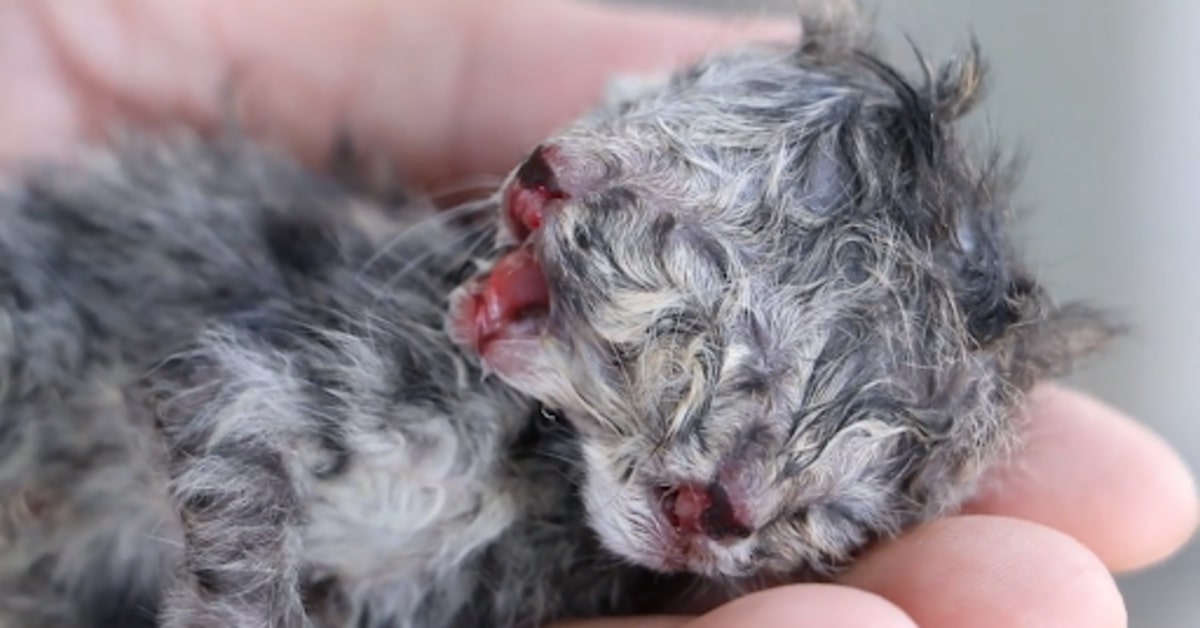 gatto bicefalo due teste grigio