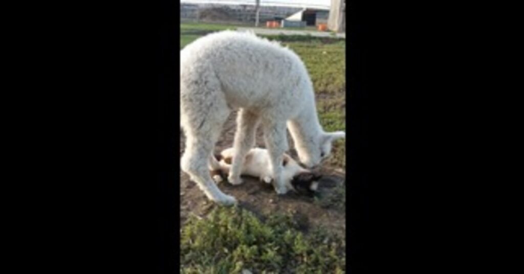 gatto e alpaca amici