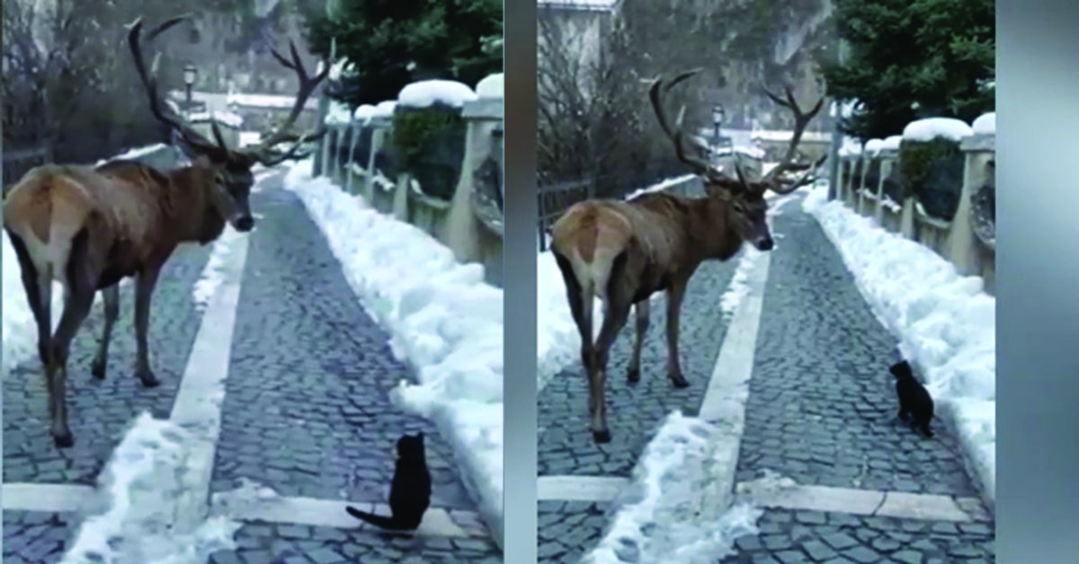 cervo incontra gatto nero e fanno amicizia due foto