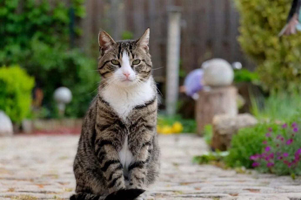 gatto in giardino