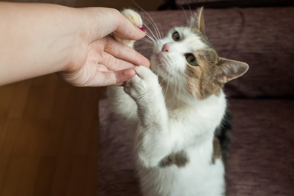 gatto che gioca con padrone