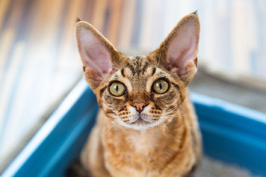 gatto con orecchie grandi