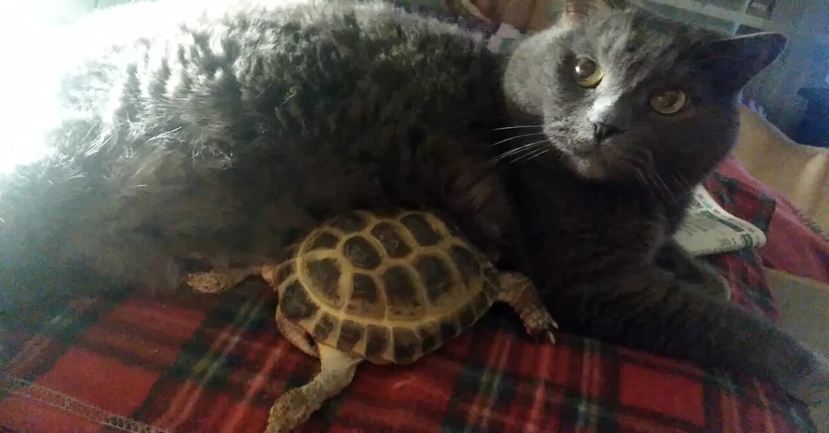 La bella storia di amicizia fra un gattino e una tartaruga (VIDEO)