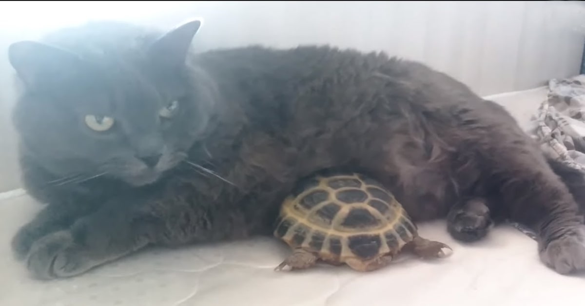gatto coccola tartaruga