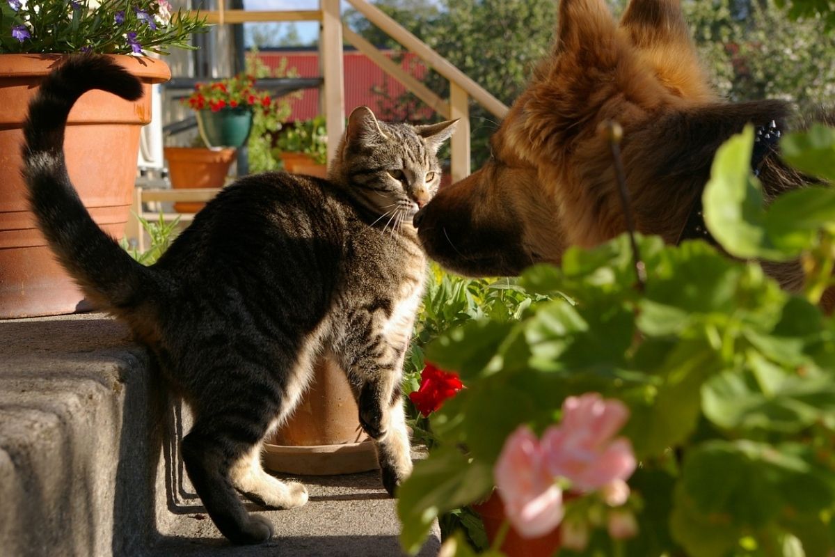 Come e quando il gatto fa la gobba?