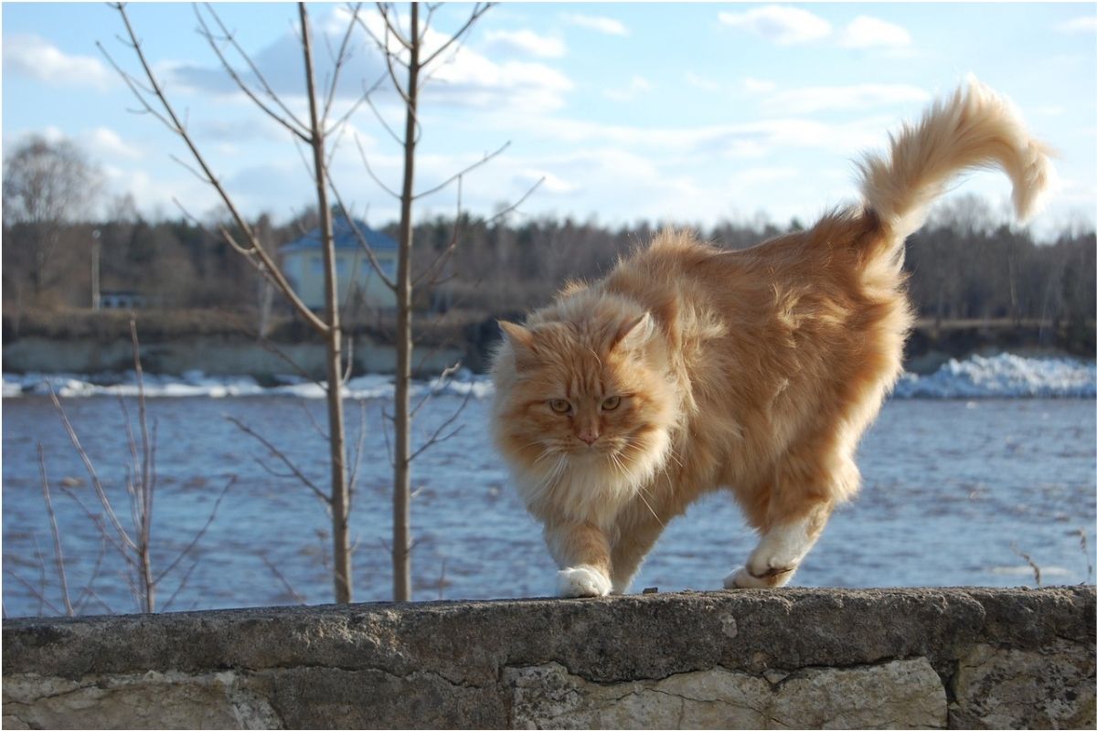 gatto rosso su un muretto