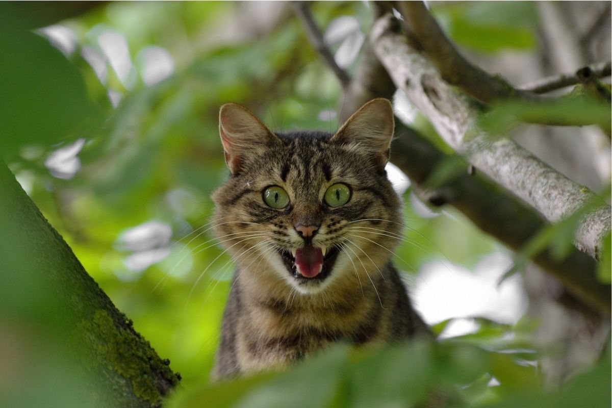 gatto mostra denti 